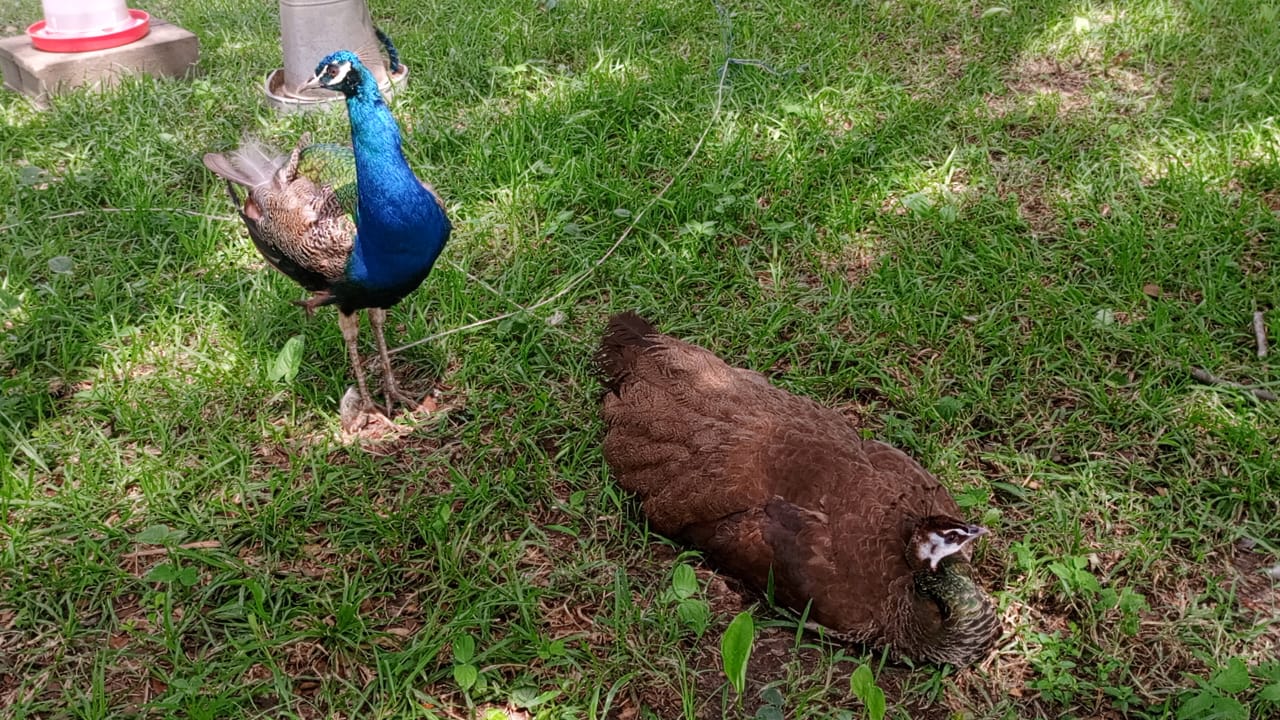 Tour and a playground
